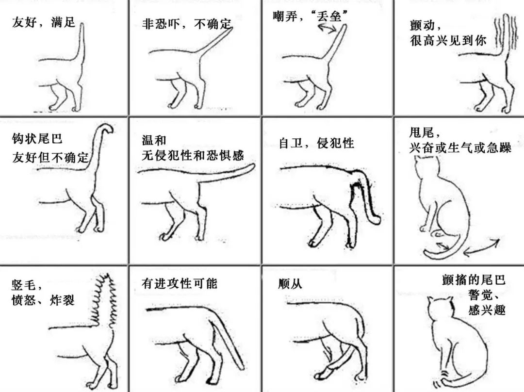 猫为什么要摇尾巴?