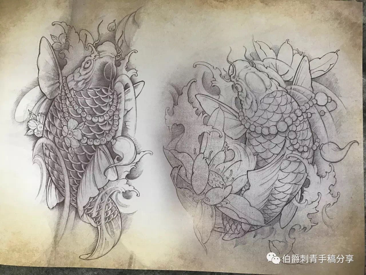 鲤鱼纹身含义+忌讳讲究+23幅鲤鱼纹身手稿 - 广州纹彩刺青