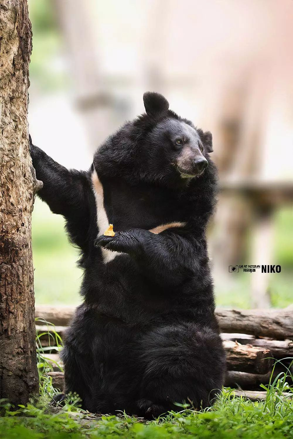 一只被拯救的黑熊