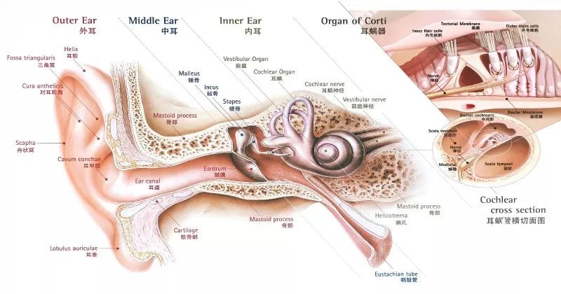 耳朵解剖图  导致耳鸣的因素有哪些?