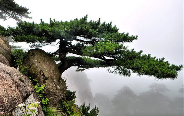 山行部落徒步9月79日┃好消息黄山金九惠周乐景区门票只需99元人