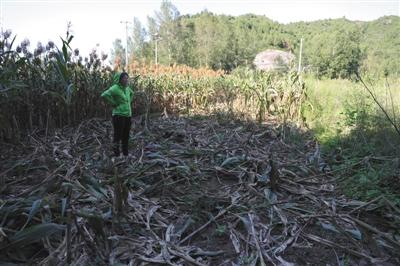昨日,落洼村一农户在被野猪所毁坏的玉米地里. 新京报记者 王飞 摄