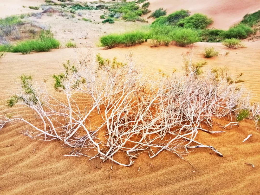 沙漠原来是这样的,不去永远不知道!