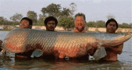 一棒一条百斤大鱼它是鱼中的哈士奇,因为太蠢被立法保护