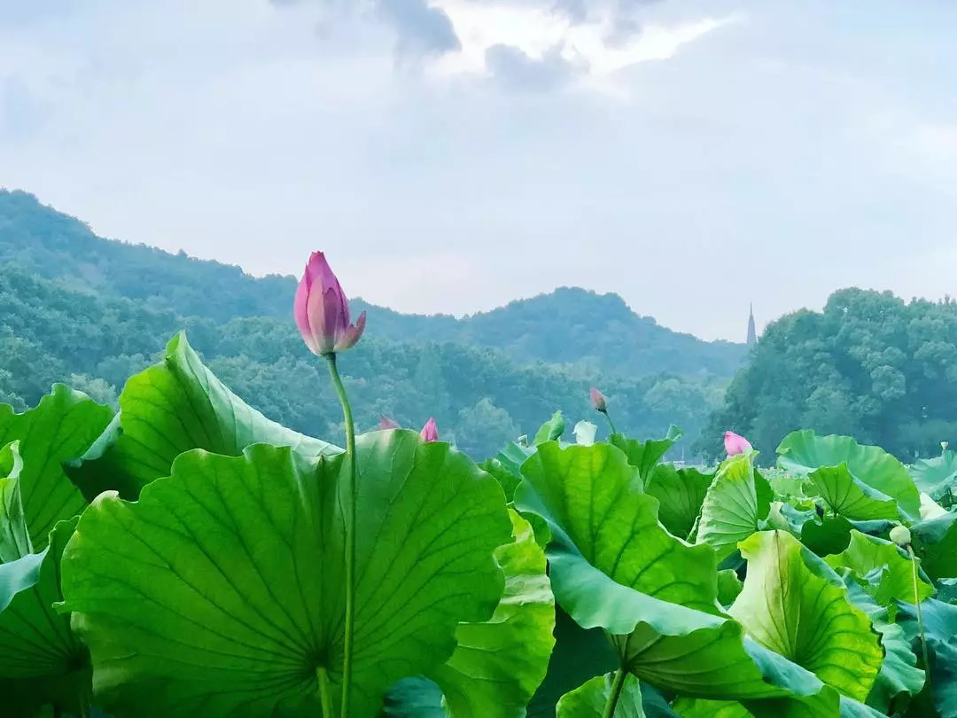 莲叶何田田周末休息