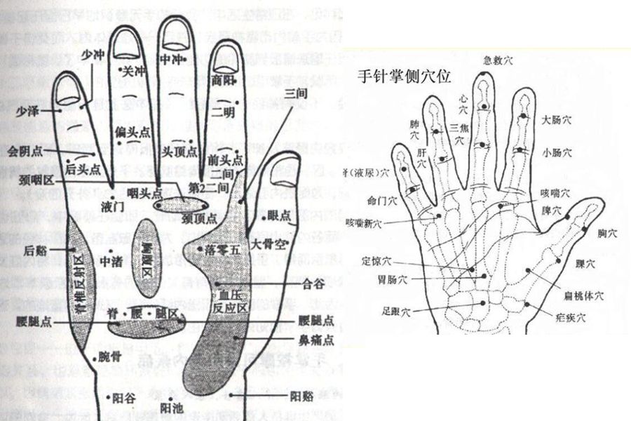 阴阳五行与五脏六腑均在手掌