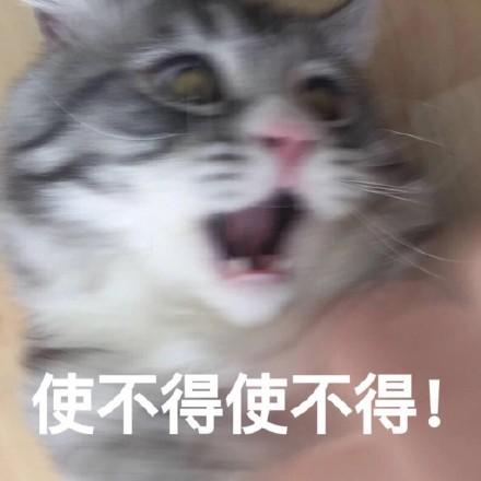 猫咪表情包:快让我看看怎么年纪轻轻就傻