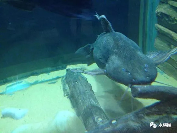 南美鲶鱼汇总水族圈低调分享