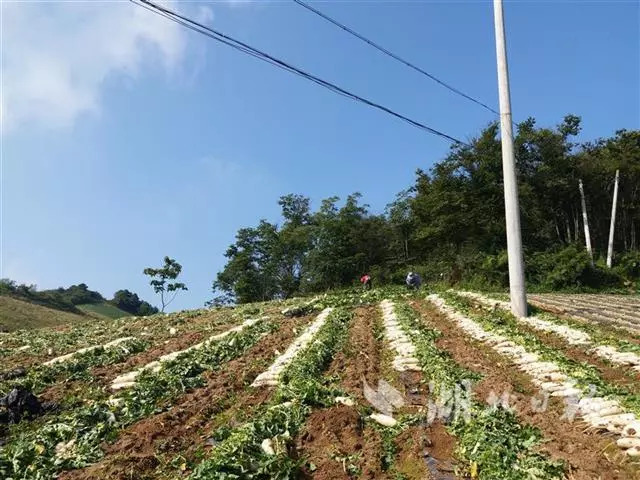 云中凉都火烧坪长阳火烧坪的萝卜上市了