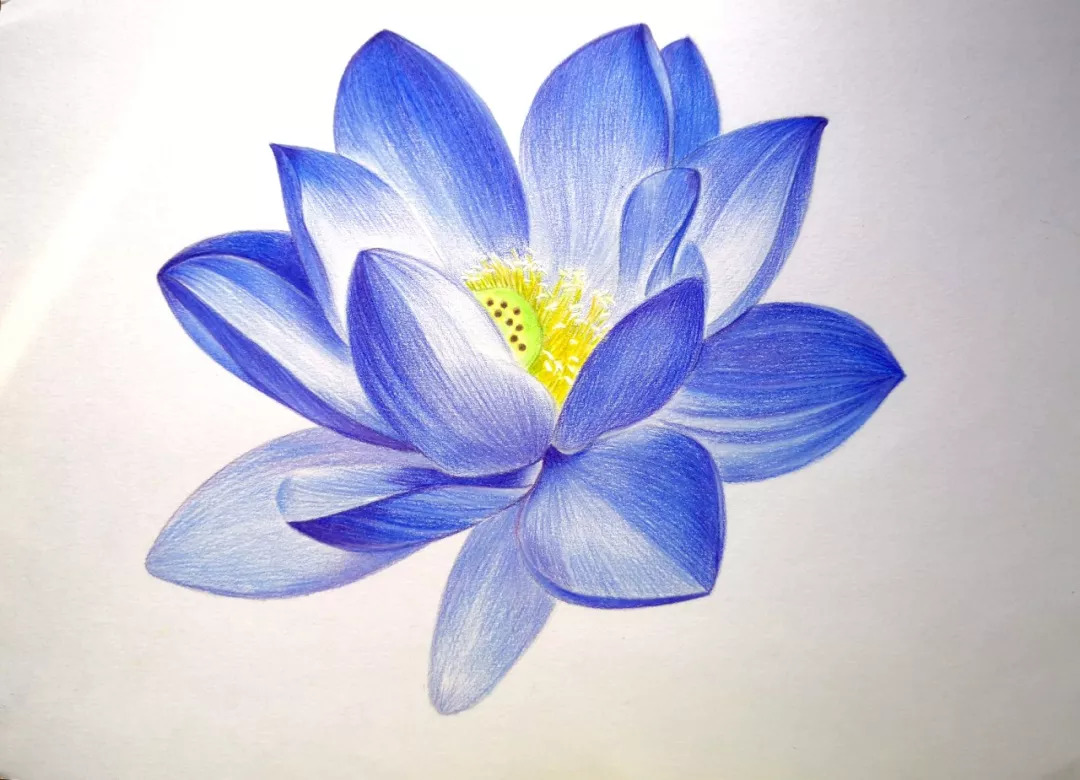 彩铅教程 | 零基础也能画出这样一朵美丽的蓝调荷花!