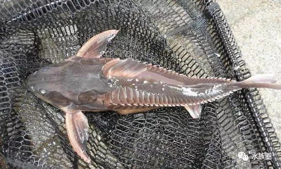 南美鲶鱼汇总水族圈低调分享