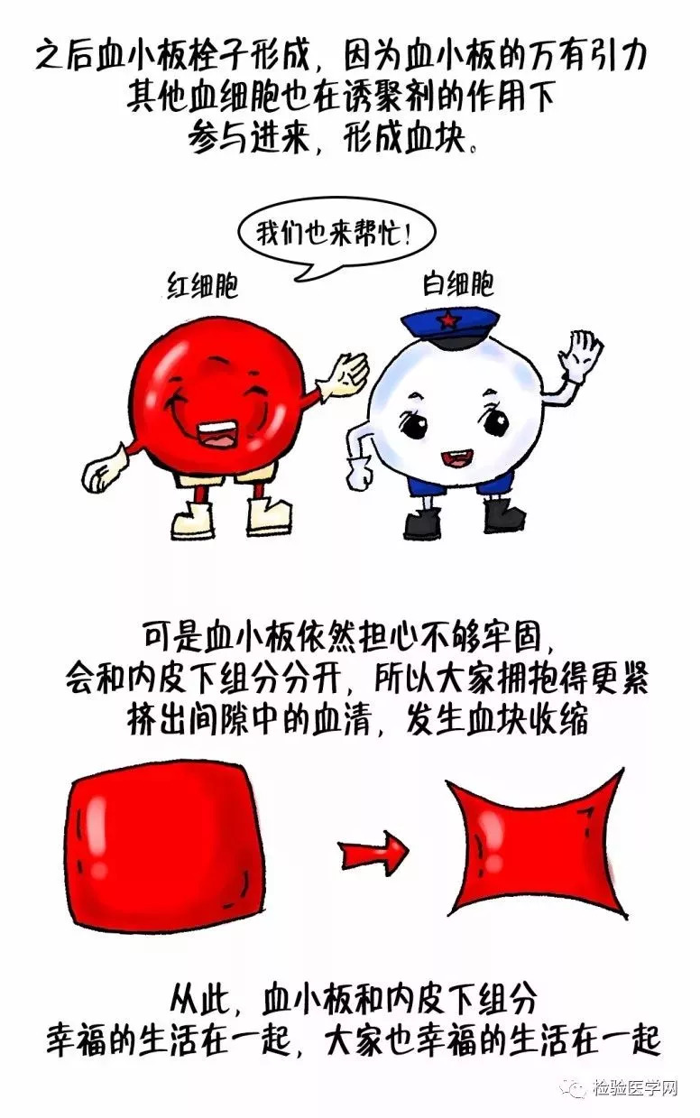 凝血瀑布姊妹篇,史上最强的血栓形成漫画来了!