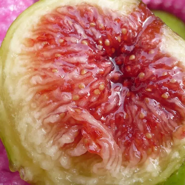 粉嫩的果肉在内无花果的果实是个像陀螺的倒圆锥形令