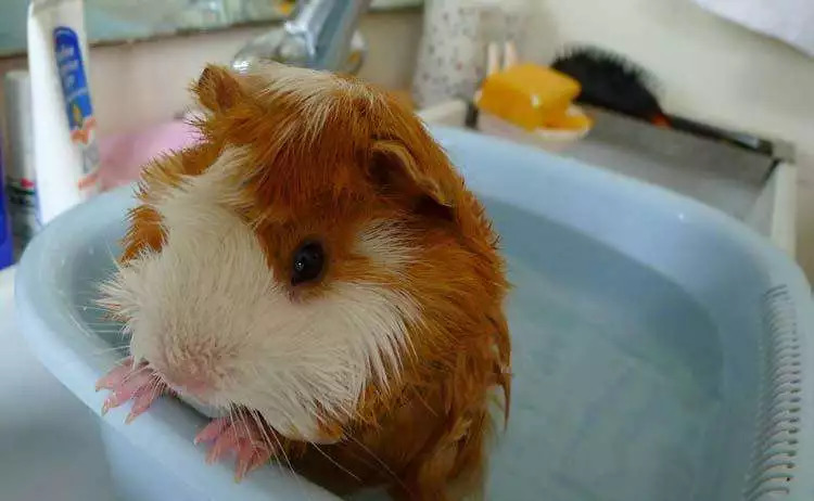 如何给荷兰猪洗澡?