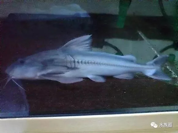 南美鲶鱼汇总水族圈低调分享