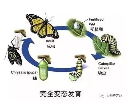 鳞翅目是一类完全变态的昆虫(经历卵,幼虫,蛹和成虫4个时期),包括蛾