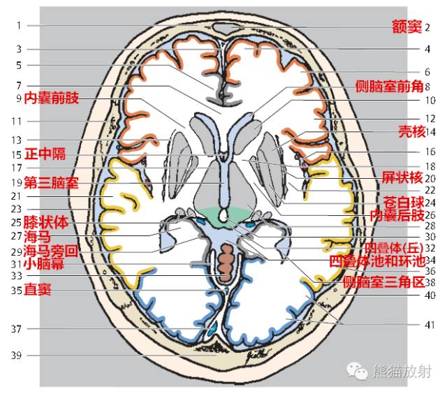 解剖入门颅脑ct断层中英文对照