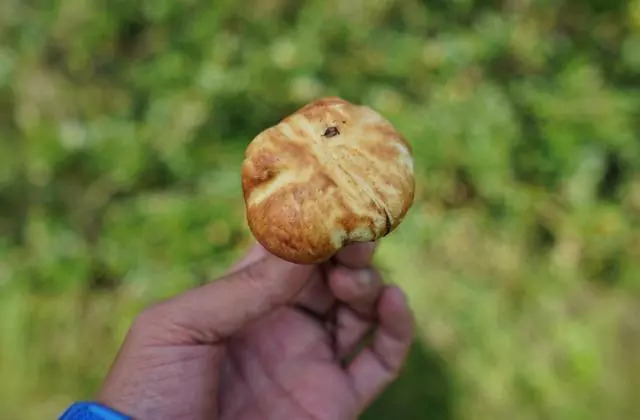 云南采蘑菇:太危险的体验,很多菌子有毒,每年有几十人食菌丧命