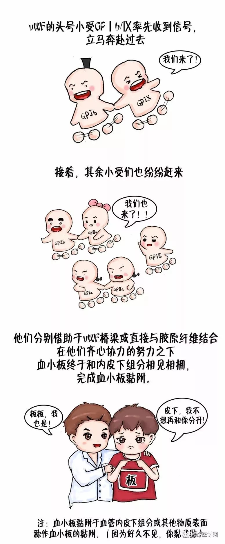 凝血瀑布姊妹篇,史上最强的血栓形成漫画来了!