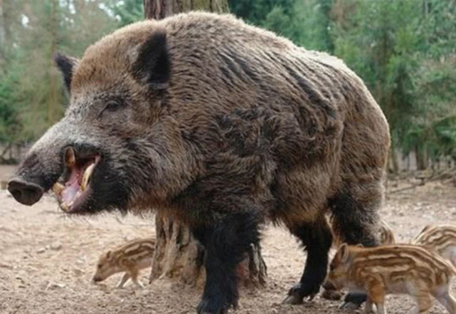 澳大利亚野猪严重泛滥,当地人恨得咬牙切齿,中国吃货