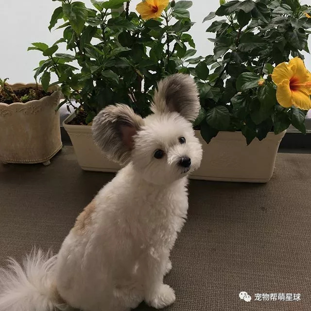 蝴蝶犬和马尔济斯犬的串串,简直不要太可爱!