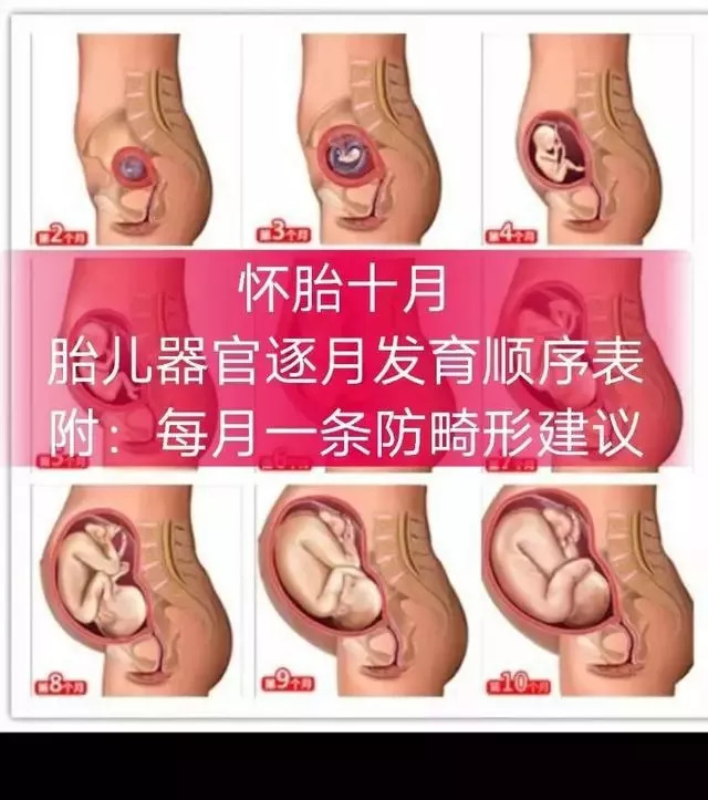 怀胎十月胎儿器官逐月发育顺序表,附:每月一条防畸形建议