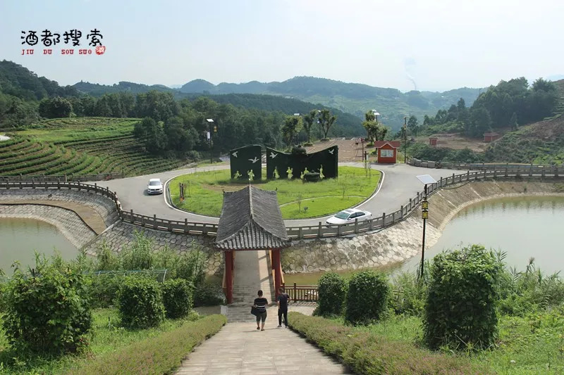 茶香花海,大雁岭一颗"璀璨明珠"