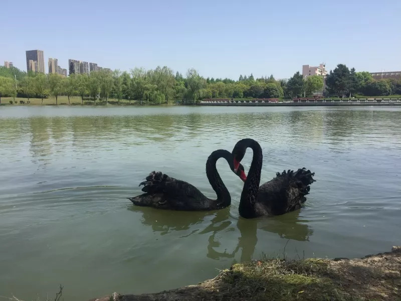 你更喜欢底蕴浓厚的屯溪路校区, 还是能与天鹅共舞的翡翠湖校区呢?