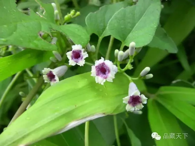 客家草药鸡矢藤