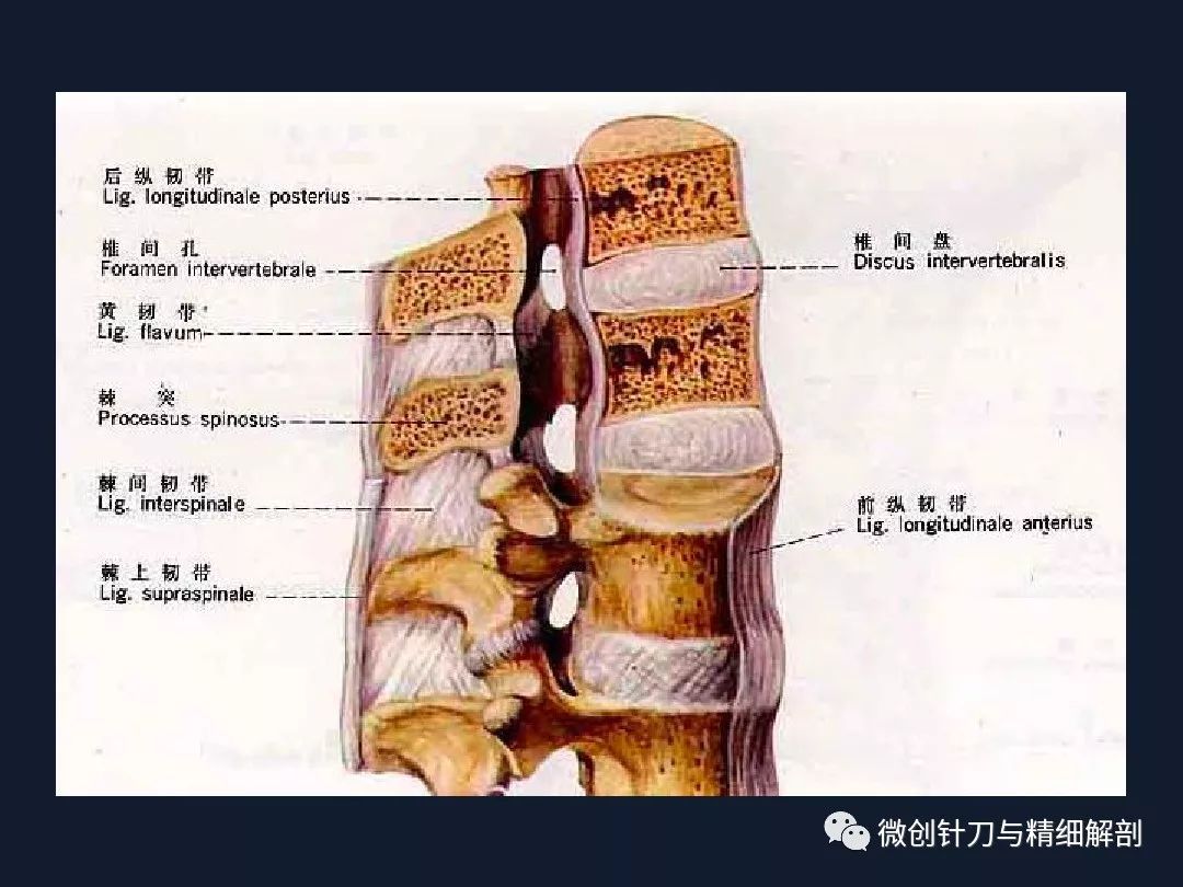 脊椎解剖系统概述建议收藏