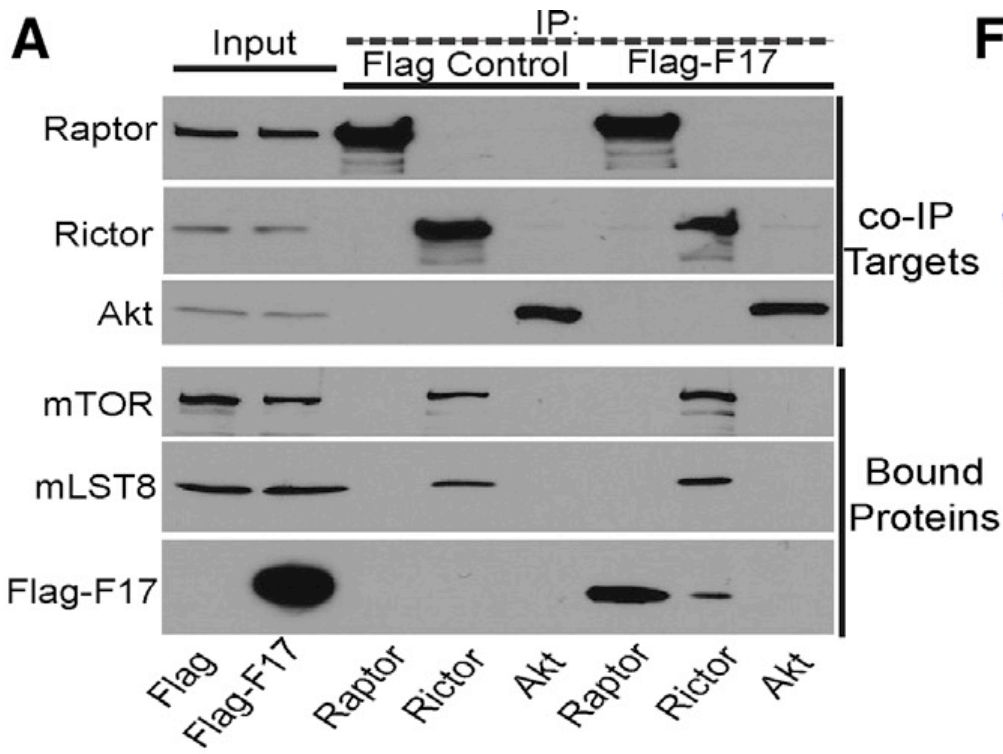 f17蛋白与raptor和rictor的ip结果