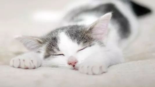 靠睡觉一路爆红的猫主子，它的睡姿到底有啥魔力？
