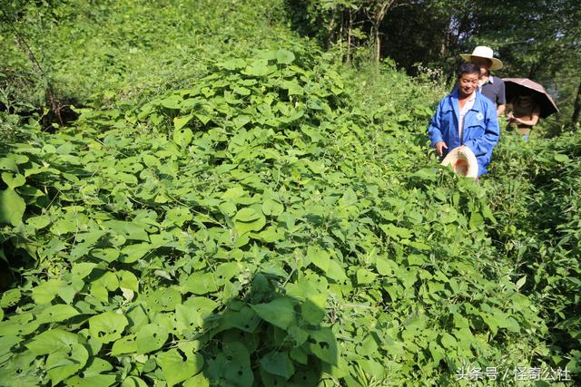 湖北兴山有一种叫狗娃秧植物能治生猪厌食症当中药治多种病