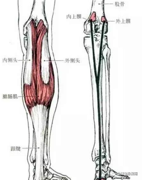 小腿粗该怎么办?帮你找好了!_膝关节