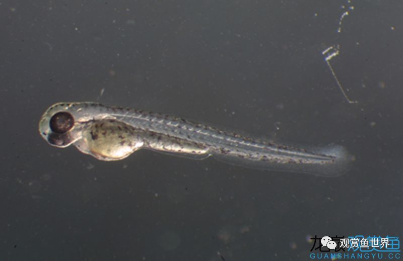 显微镜下斑马鱼从卵的一步步锐化