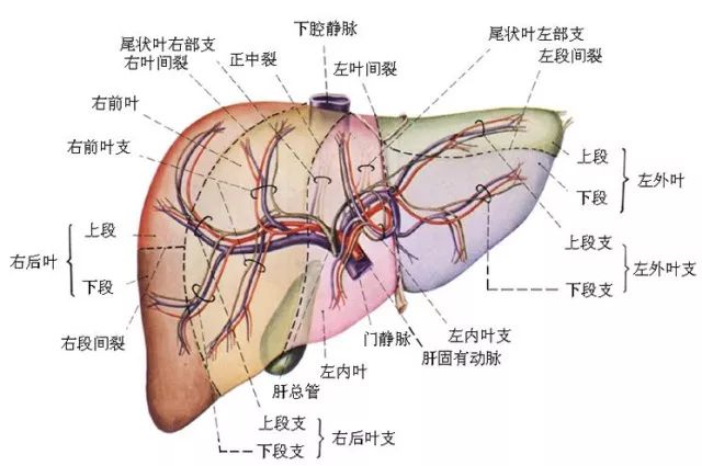 这两根血管,一根叫做肝动脉,另一根叫做门静脉