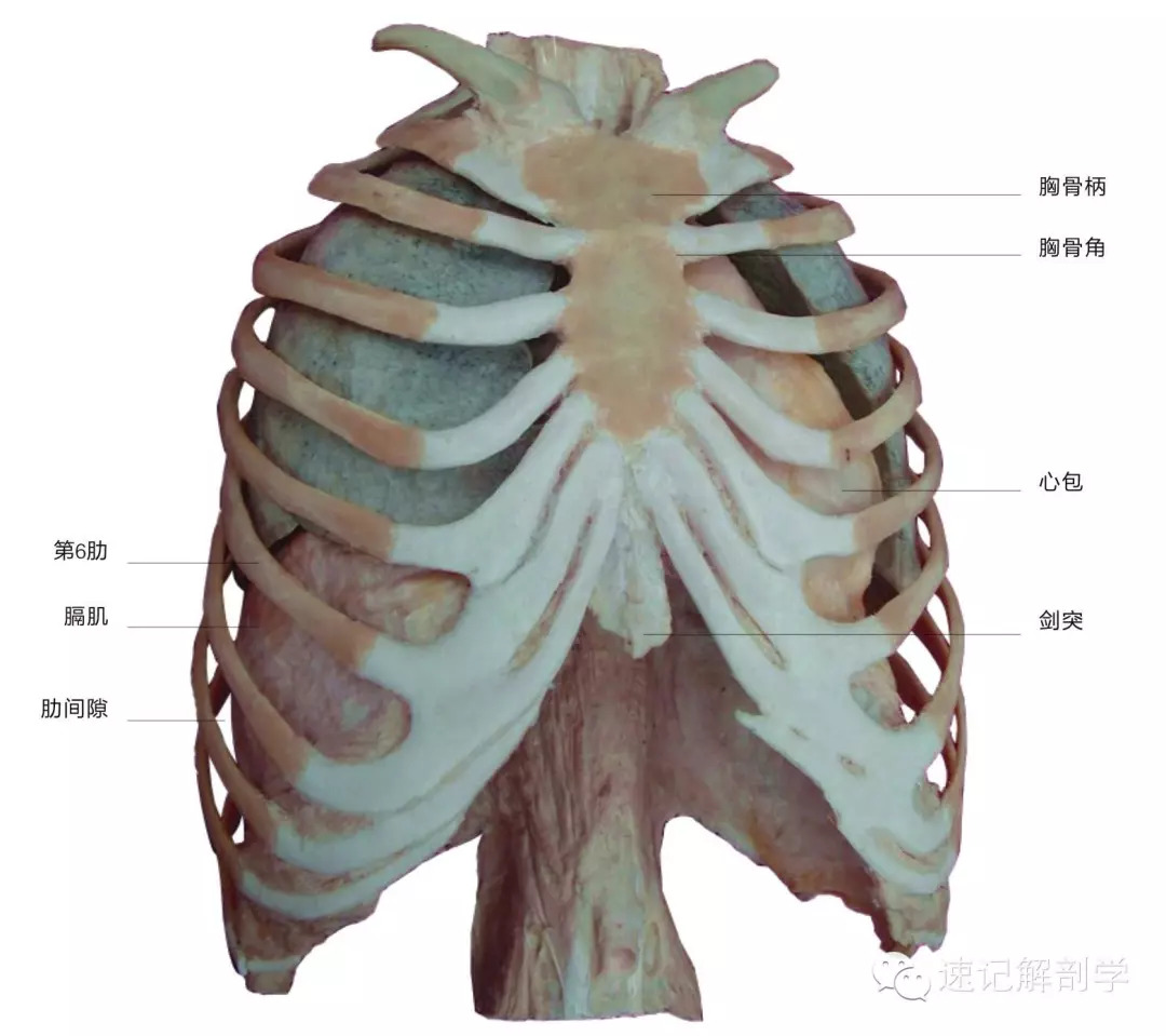 胸骨肋骨图结构图-图库-五毛网