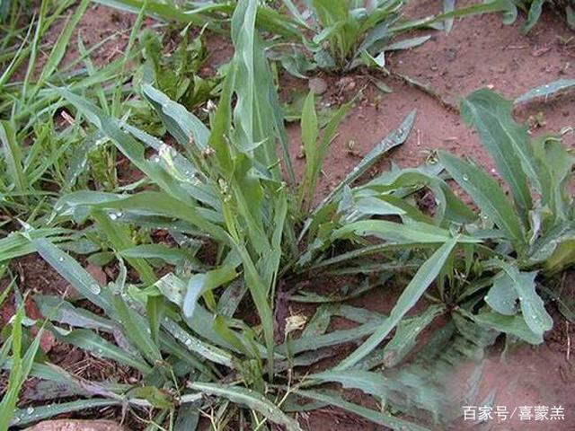 苦麻菜还可食用,在北方,苦麻菜凉拌,蘸酱食用都很好的野菜美味.