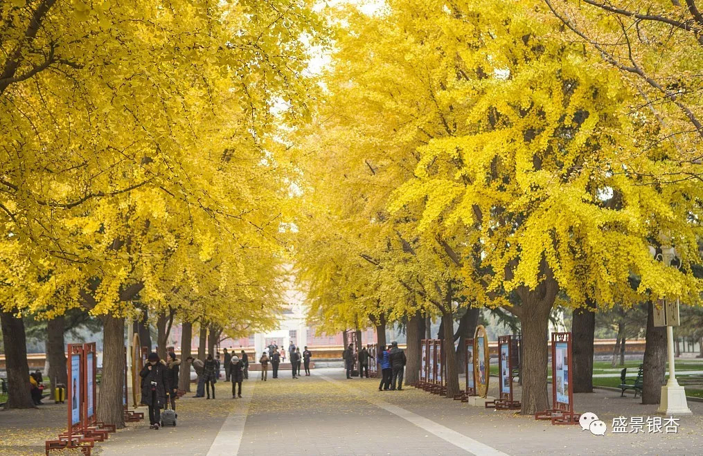 还流传着潭柘寺"帝王树"的故事,还有贵州福泉一带"白秀才树"的故事