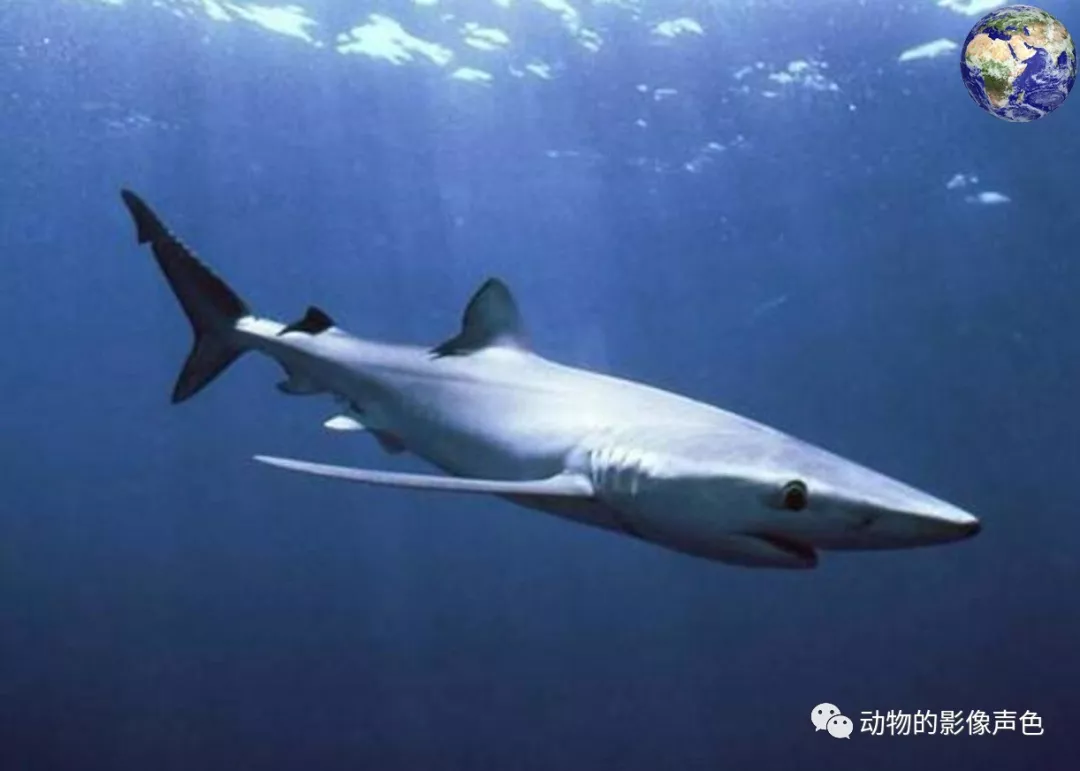 除了大白鲨以外海洋里还有一种大青鲨它们可能是最美丽的鲨鱼