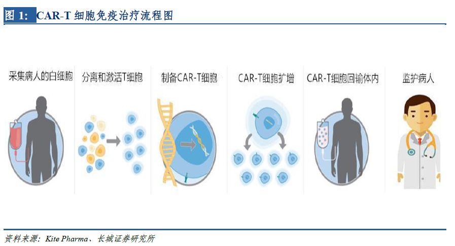 肿瘤免疫治疗新贵国产CAR T 进程加速 细胞