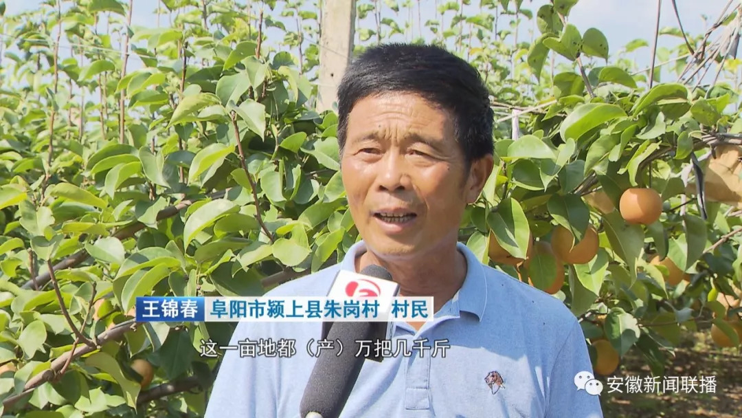 阜阳市颍上县朱岗村 村民 王锦春修枝,套袋,疏果,我在这学几年也会了