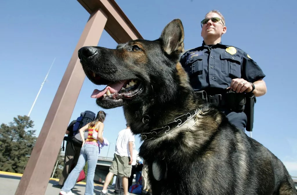 工作犬能做帮助人们做多少事