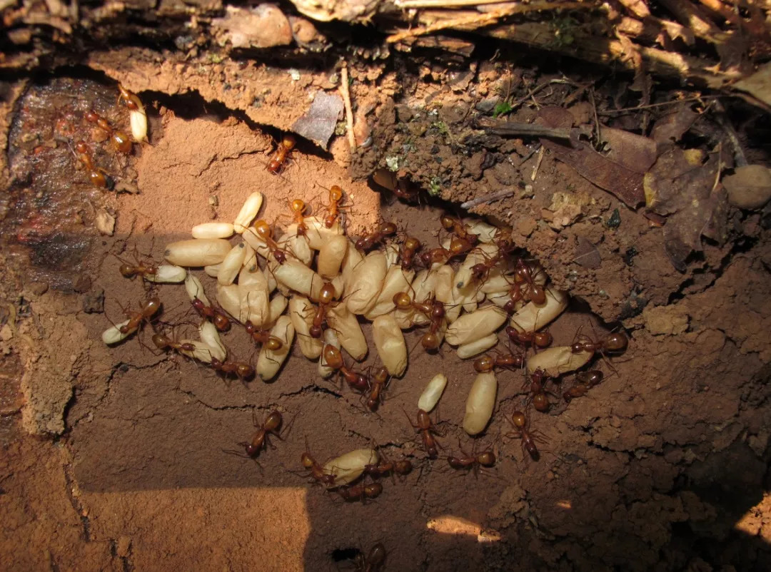 常见白蚁形态识别图鉴-食蚁兽白蚁防治中心