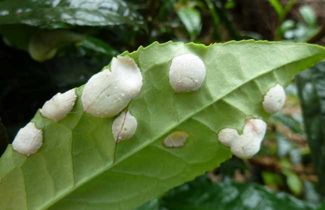 茶树芽叶茶饼病的防治技术