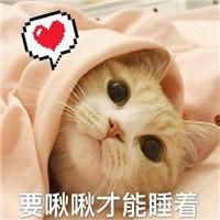 猫咪可爱表情包:人为什么要上班