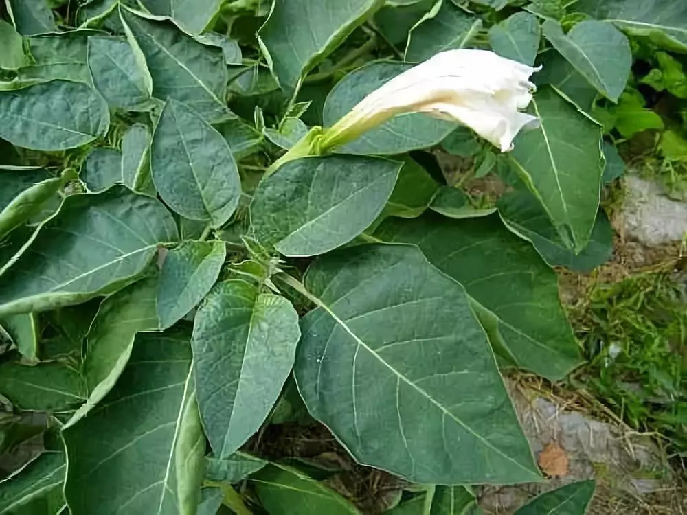 此物含茛菪烷型生物碱,茛菪碱,阿托品等成分,有抑制中枢神经系统,麻醉