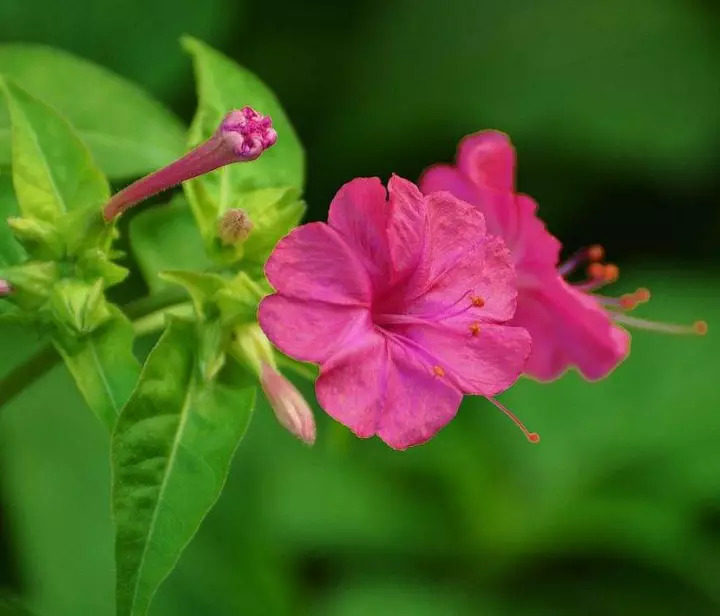 紫茉莉花