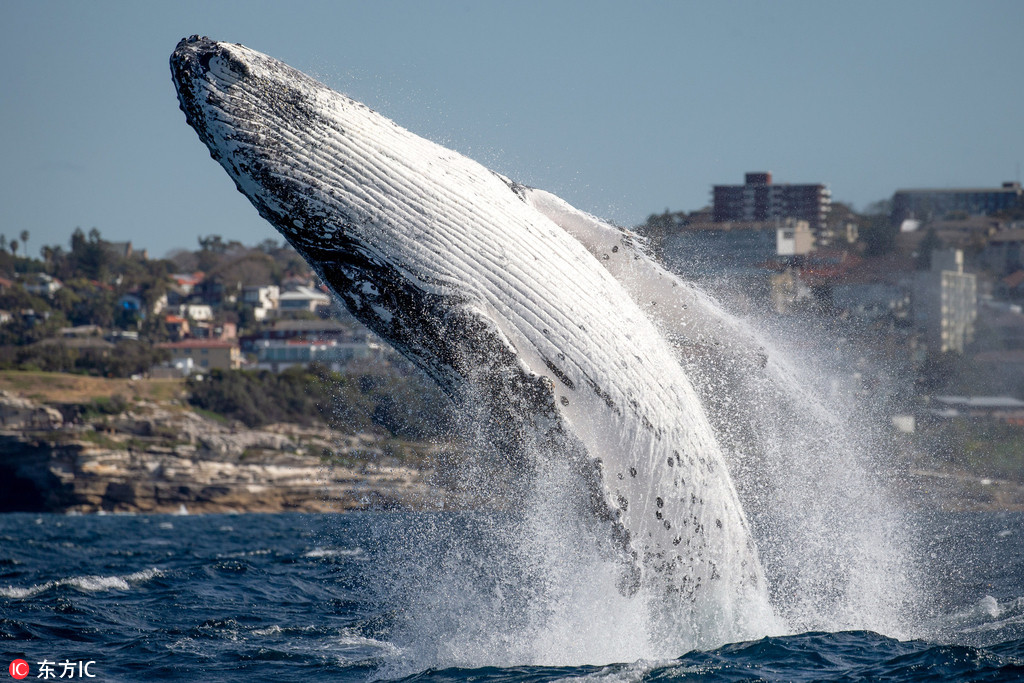 澳大利亚座头鲸爱表演 出水炫技惊呆了一船游客