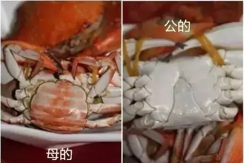 母蟹为膏蟹,公蟹为肉蟹